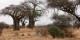 Tanzanie - 2010-09 - 309 - Tarangire - Baobabs et girafes